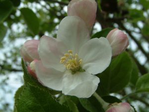 Lesung im Baumpark Rüdershausen @ Baumpark Rüdershausen | Rüdershausen | Niedersachsen | Deutschland